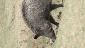 VERTICAL VIDEO: Wild boar (Sus scrofa) walking in the meadow