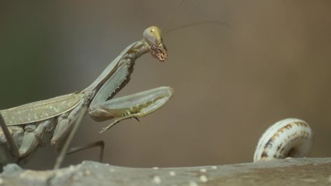 VERTICAL VIDEO: Praying mantis sits on sit on branch. Transcaucasian tree mantis (Hierodula transcaucasica). Close-up of mantis insect