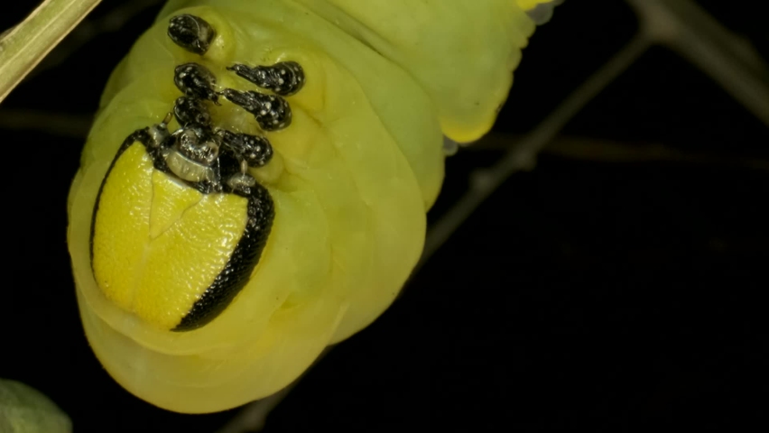 VERTICAL VIDEO: Сlose-up of Larva (caterpillar) of butterfly Death