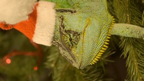 VERTICAL VIDEO: Closeup portrait of Veiled chameleon (Chamaeleo calyptratus) in red cap sits on Christmas tree. Chameleon in Santa Claus cap sits on the christmas tree