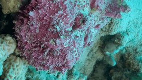 VERTICAL VIDEO: Close-up portrait of pink Stonefish lies on corals. Reef Stonefish (Synanceia verrucosa). Slow motion