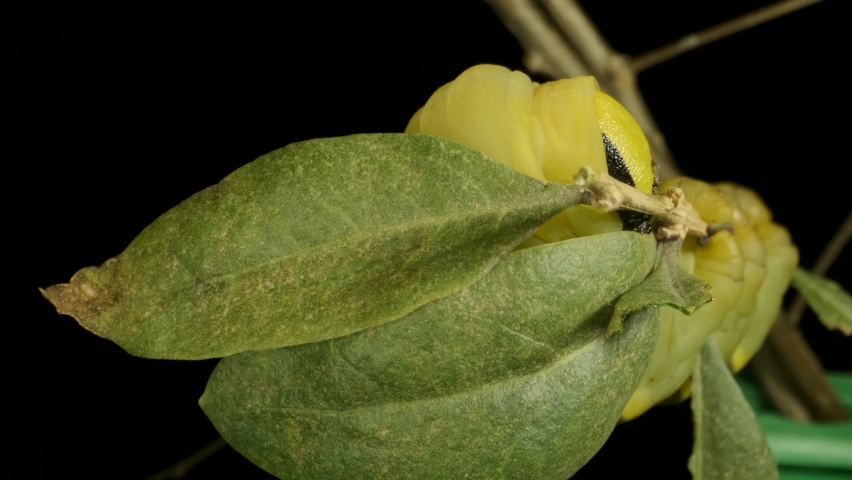 VERTICAL VIDEO: Сlose-up of Larva (caterpillar) of butterfly Death
