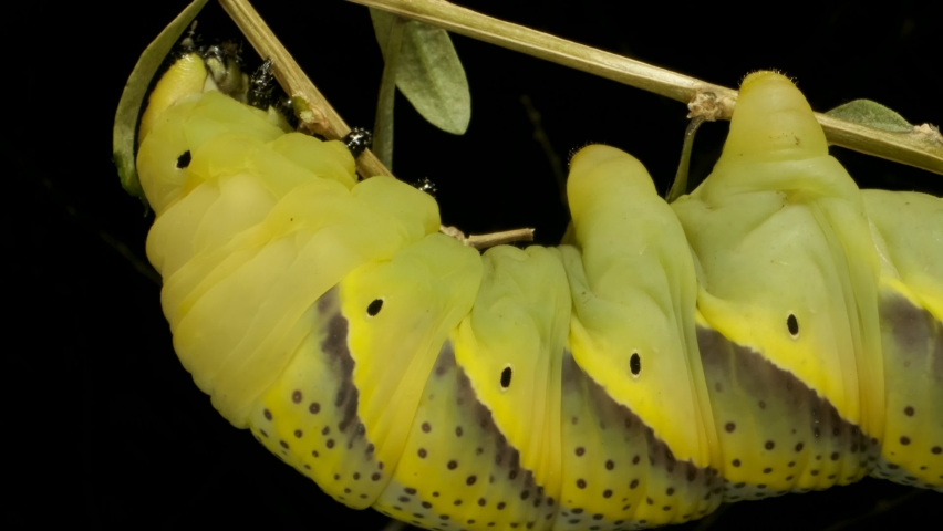 VERTICAL VIDEO: Сlose-up of Larva (caterpillar) of butterfly Death