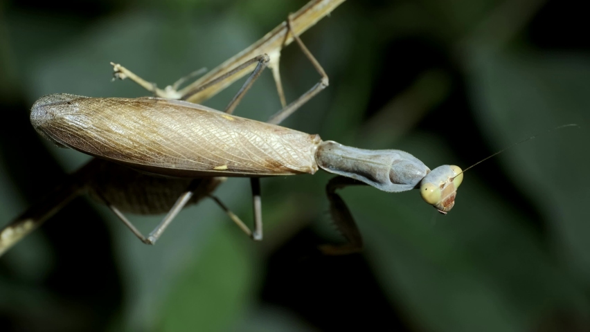 VERTICAL VIDEO: Close-up of large praying mantis sitting on branch and looks at on camera lens. Extreme close up