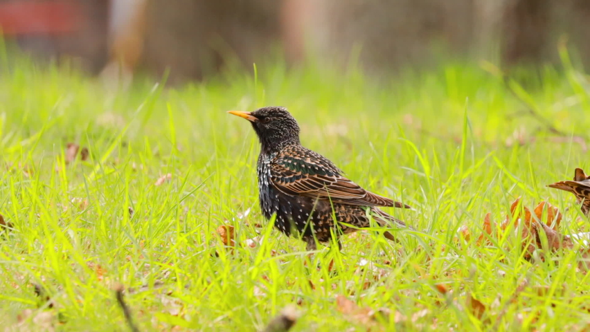 Wild Forest Bird Common Starling looking for worms in grass In Spring day. Wildlife. birds are feeding. Royalty-Free Stock Footage #1092507691