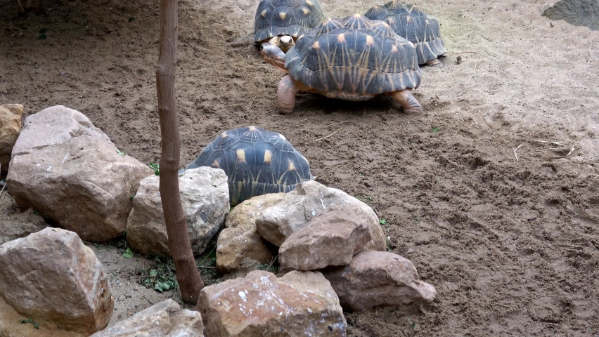 Madakascar tortoise (Pyxis arachnoides).Tortoise is walking on the ground
