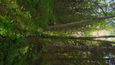 4k, the sun's rays through the dense crowns of the trees of the European forest, vertical video