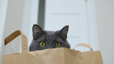 A funny cat hid in a paper bag and looks around with its big yellow eyes. The cat's face is peeking out of a paper bag from the supermarket. Happy pets that live with people.