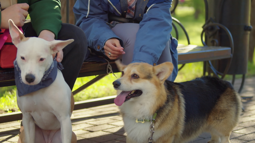 Tilt up shot of cheerful man and woman playing with their corgi and staffordshire terrier dogs while sitting together on bench in park