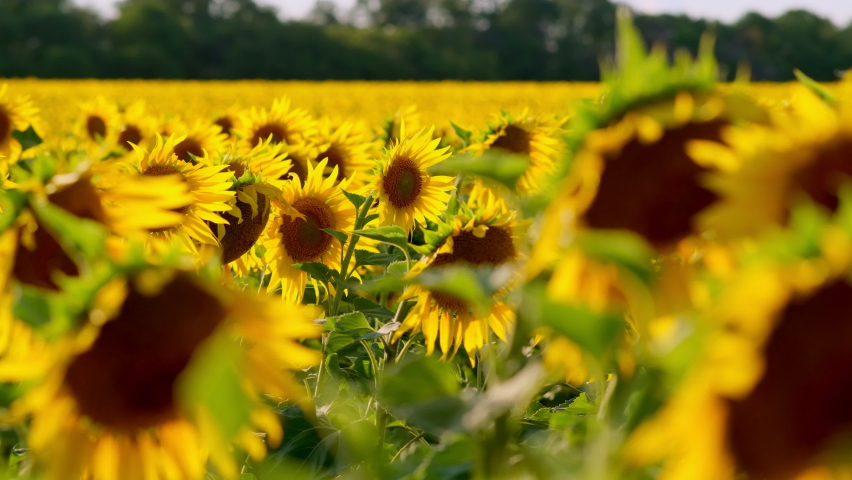 Field of yellow sunflower flowers against a background of clouds. Sunflower sways in the wind. Beautiful fields with sunflowers in the summer in rays of bright sun. Crop of crops ripening in field Royalty-Free Stock Footage #1092510903