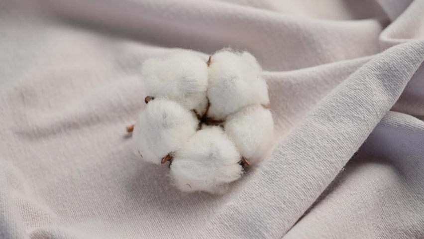 Beautiful lush cotton flower against a background of light gray or white fabric with folds. Cotton textiles texture, fabric industry. Natural cotton, organic fiber. 4K video footage