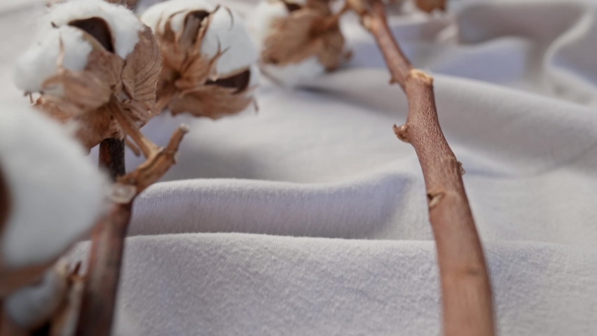 Branch of cotton with beautiful lush flowers against a background of light gray or white fabric with folds. Cotton textiles texture, fabric industry. Natural cotton, organic fiber. 4K video footage Royalty-Free Stock Footage #1092511715