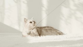 Scottish beautiful  kitten is lying on the sofa resting.A funny kitten plays with a toy mouse, holds it in its paws.slow motion.The light fluffy kitty holds the toy in her paws and won't let go.