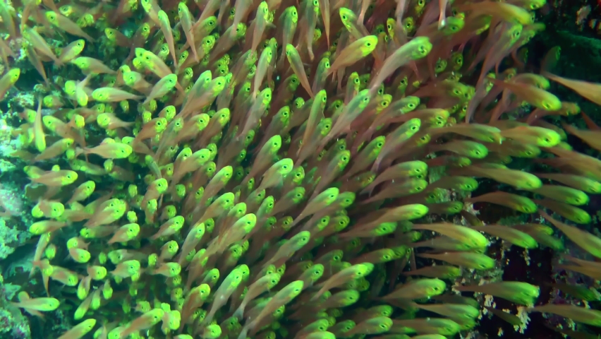 In shaded areas of the reef, Pigmy sweeper (Parapriacanthus ransonneti) form large dense flocks that continuously flow like a stream, close-up. Royalty-Free Stock Footage #1092512711