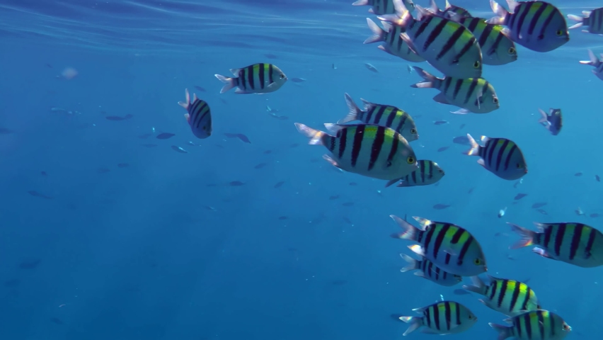 A dense flock of Sergeant Major (Abudefduf saxatilis) slowly descends into the depths from the swaying sea surface.