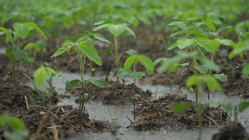 Heavy rains on the plants in the field. Slow motion of raindrops splashing into a puddle of soil. Soybean field. Agriculture and weather. Suddenly extreme rain and global warming Royalty-Free Stock Footage #1092515889
