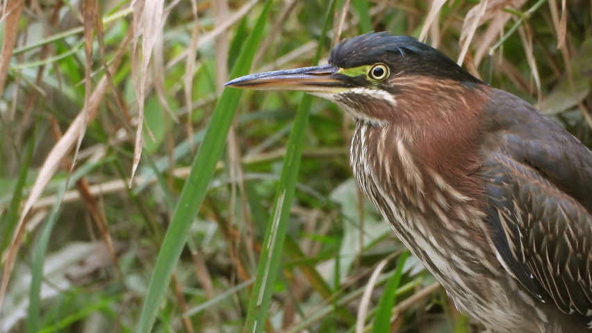 A Green Heron amongst the greenery at the waters edge briefly raises its crest