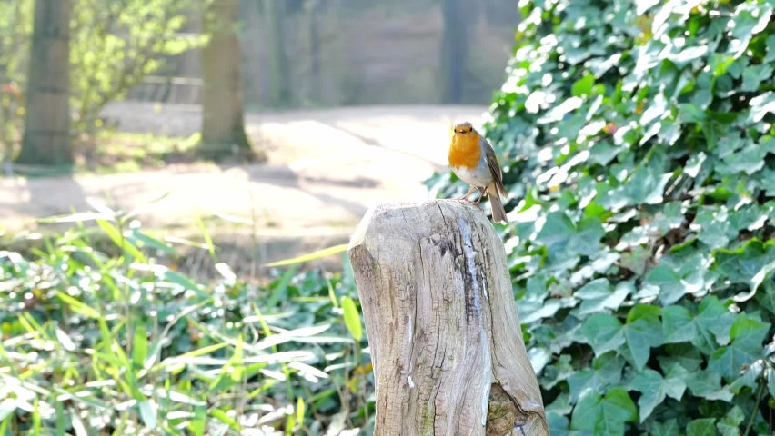 European Robin Perch On Cut Tree Trunk. - close up