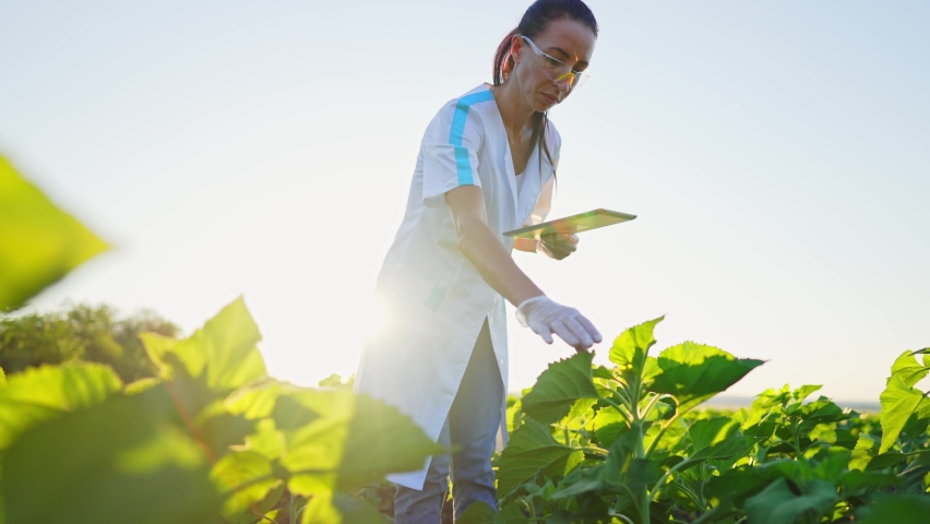 Young biologist woman checks biological farm with green young plants on outdoor field and prints text on digital tablet. Quality control of grow and manufact products in meadow. Agriculture analysis.