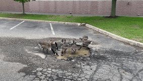 A flock of geese with their young drinking and bathing in a pot hole filled with water. They're drinking and bathing in the muddle puddle.