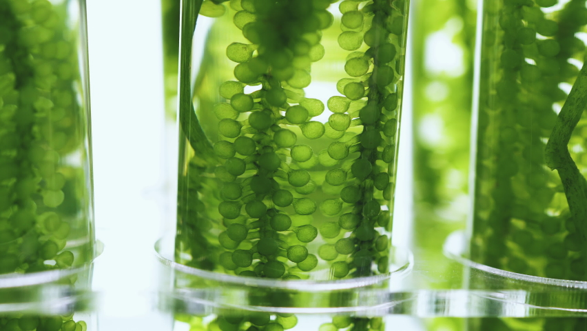 Sea grapes in glass test tube in laboratory with rotating.scientist and plant experiments biology in the laboratory.
 Royalty-Free Stock Footage #1092537245
