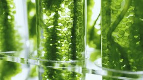 Sea grapes in glass test tube in laboratory with rotating.scientist and plant experiments biology in the laboratory.
 - Powered by Shutterstock - Get 15% off with code: PIKWIZARD15
