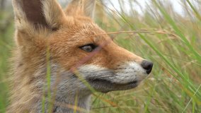 Close up of a Fox head