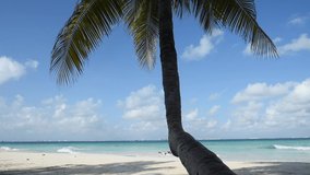 Coconut palm on a tropical island, and the Caribbean Sea in the background. Horizontal video, Isla Mujeres, Mexico