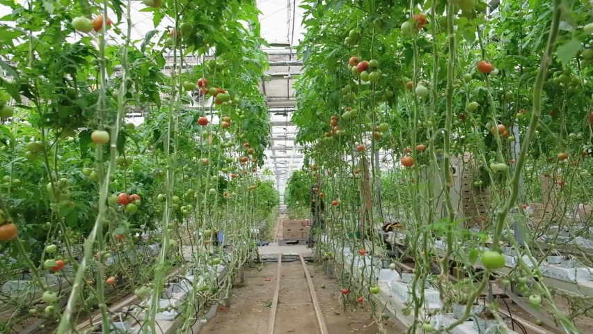 Tomato production and transportation. Beautiful red ripe tomatoes background, agriculture industry. Growing tomatoes, Vegetable business, Greenhouse with tomatoes, Successful Farm.