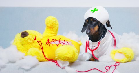 Dachshund Dog Dressed Doctor Puts Stitches Stock Footage Video (100% Dachshund Dog Dressed Doctor Puts Stitches Stock Footage Video (100%