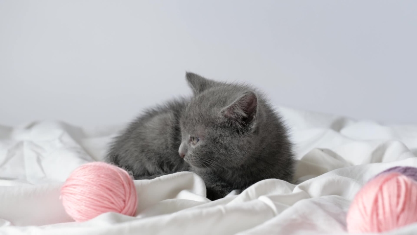Little curious grey kitten sitting over white blanket looking at camera, nearly sleeping. Balls skeins of thread on white bed. | Shutterstock HD Video #1092549987