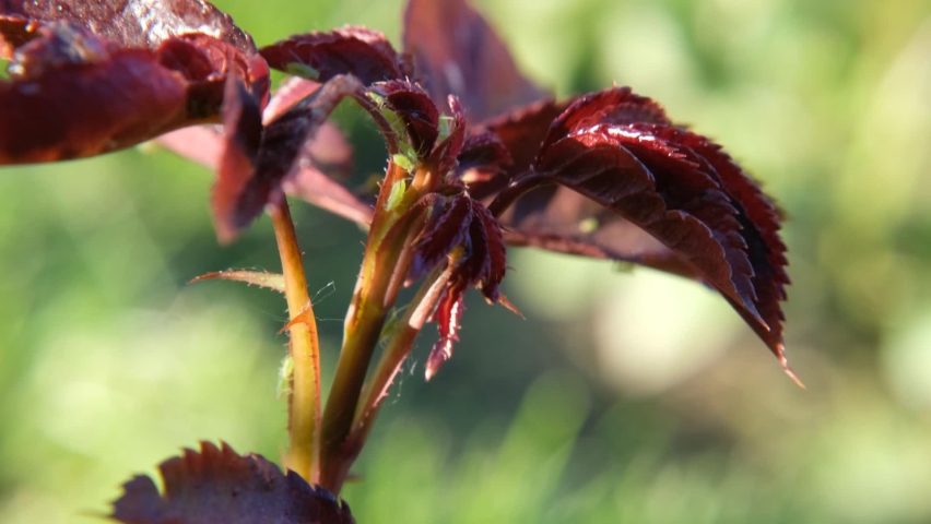Green aphids on a top of rose flowers, macro shot | Shutterstock HD Video #1092549993