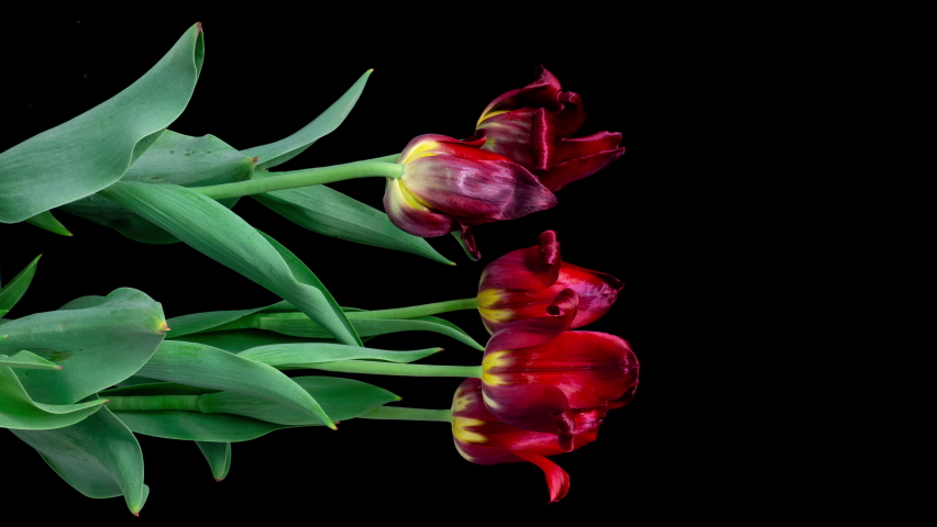 Growth, flowering and wilting of a bouquet of tulips on a black background, time lapse. Blooming Tulips flower open, time lapse, close-up. Wedding backdrop, Valentine's Day concept. Bouquet on black