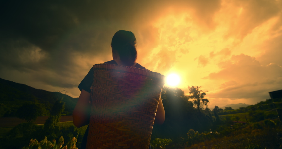 Silhouette of an asian female farmer who is a hill tribe preparing to enter the fields with her basket behind in the golden morning light to harvest their produce among the fields in the valley.
