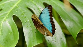 a slow motion clip of a blue morpho butterfly opening and closing its wings while resting on the leaf of a monstera plant in costa rica