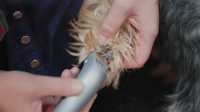 groomer is trimming hair on paw of small yorkshire terrier in grooming salon, closeup view