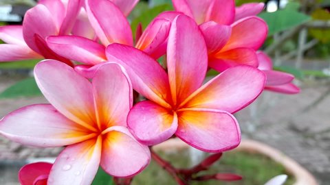  "Kamboja Merah" (Plumeria rubra L) is the type of frangipani plant with the most varieties and the most widely cultivated in Indonesia.  plumeria rubra L swaying in the wind.