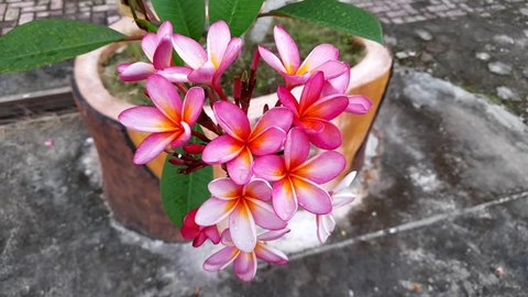 Plumeria rubra L. is the type of frangipani plant with the most varieties and the most widely cultivated in Indonesia.  plumeria rubra L swaying in the wind