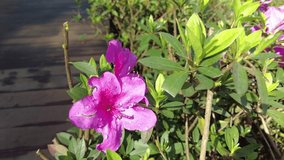 pink purple blooming flowers with green leaves in a garden