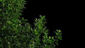 Isolated plants with alpha channel. Green plants with a transparent background isolated from the background for overlaying video on other images when editing landscapes 