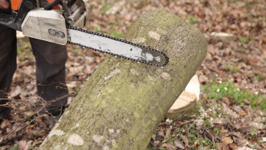 Wood cutting saws tree with tool at sawmill. Close-up of chainsaw lumberjack in motion, sawdust flying on sides. Concept is to knock down trees. Lumberjack chainsaw tree.