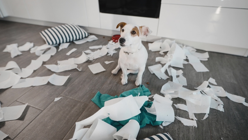 A funny dog, who gave birth to Jack Russell, scattered things on the kitchen floor. The pet, in the absence of the owners, made a mess in the apartment. Royalty-Free Stock Footage #1092568201