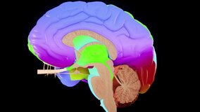Human brain Anatomical Model 3D glossy brain on brain screen. Rotation Human Brain 3D Animation 4K video.