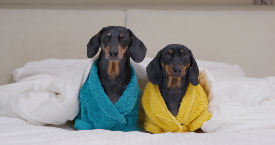 Two cute dachshund dogs in blue and yellow terry bathrobes are lying in bed, under duvet waiting for spa treatments or massage. Pets are going to sleep after taking shower Royalty-Free Stock Footage #1092577151