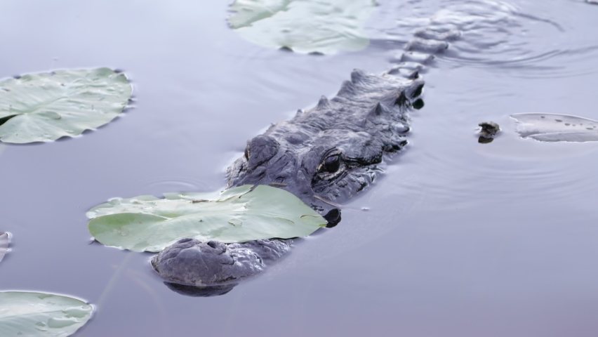 a small american alligator with its head beneath a water lily leaf at the everglades national park of florida, usa