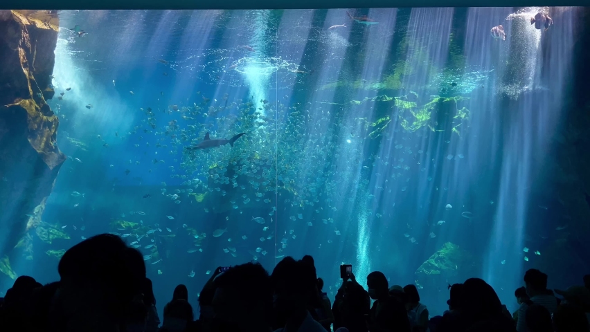 Whale sharks and various kinds of fish swimming in the main tank. Silhouettes of People observing fish at the aquarium. The light shines down from the water, creating a beautiful sight. | Shutterstock HD Video #1092579015