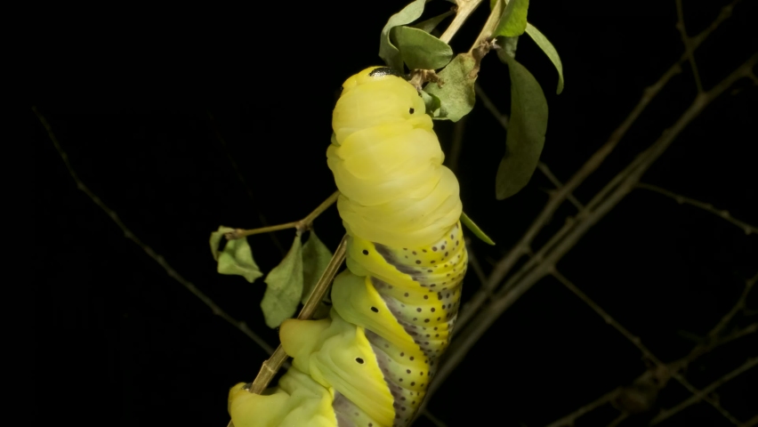 VERTICAL VIDEO: Сlose-up of Larva (caterpillar) of butterfly Death