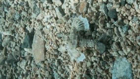 VERTICAL VIDEO: Seamoth moves on the sandy bottom in shallow water in sun rays. Pegasus, Little Dragonfish or Common Seamoth (Eurypegasus draconis).