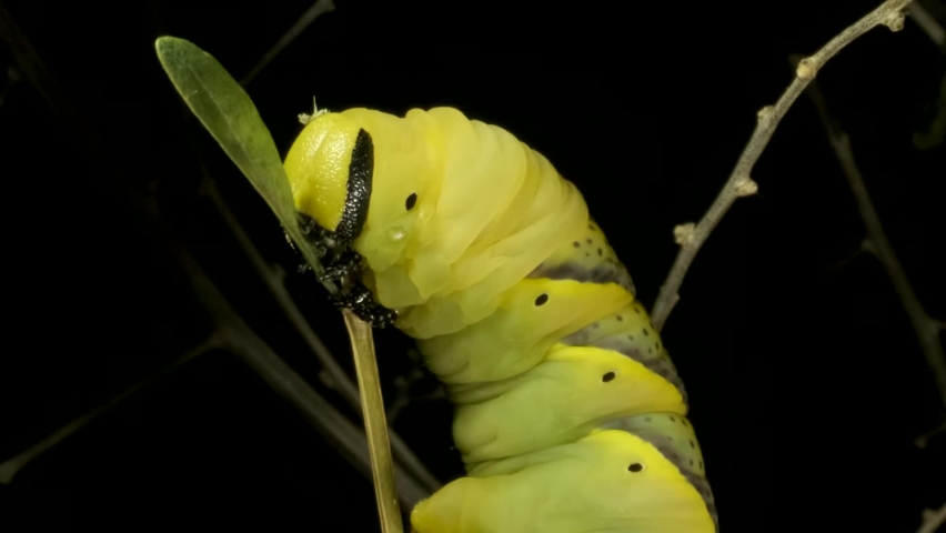 VERTICAL VIDEO: Сlose-up of Larva (caterpillar) of butterfly Death