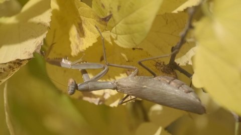 VERTICAL VIDEO: Praying mantis sits on sit on autumn yellow leaves. Close-up of mantis insect